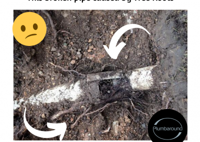 Tree roots can cause pipes to clogg or burst
